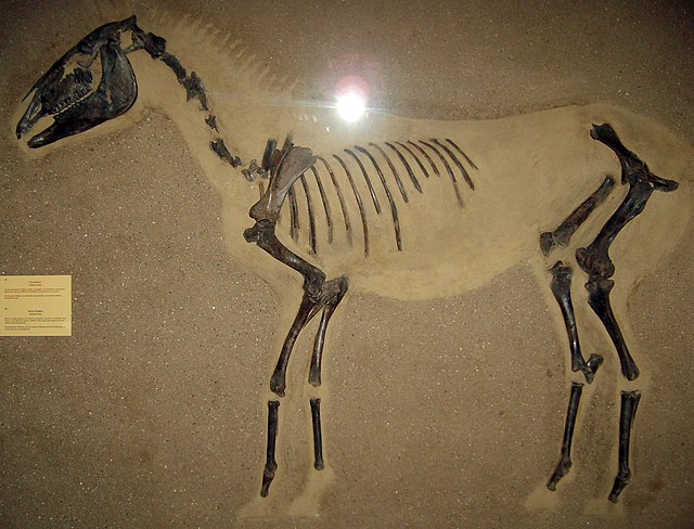 Fósil de caballo salvaje europeo, en el Museo Zoológico de Copenhague. Encontrado en Dinamarca, data de 9100 a. C. Fuente: Wikipedia